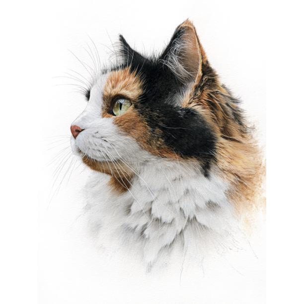 Qisvanset Fluffy Cat Portrait Canvas Print 12x16 Inch Entryway Decor