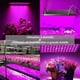 thumbnail image 3 of Lámpara LED de crecimiento hortícola de 75w, luz LED de cultivo floreciente para cultivo interior LED, iluminación de plantas hidropónicas, germinación, 3 of 5