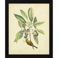 thumbnail image 2 of Mark Catesby 12x14 Black Modern Wood Framed Wall Art Titled - Catesby Bird and Botanical V, 2 of 6