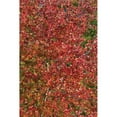 thumbnail image 3 of Peterson, Lee 17x24 Black Modern Framed Museum Art Print Titled - Fall Leaves II, 3 of 5