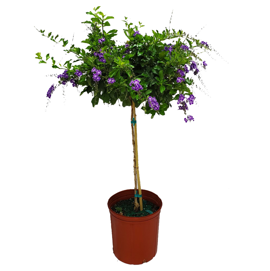 Tropical Plants of Florida 36" to 42" Duranta Purple Showers Tree