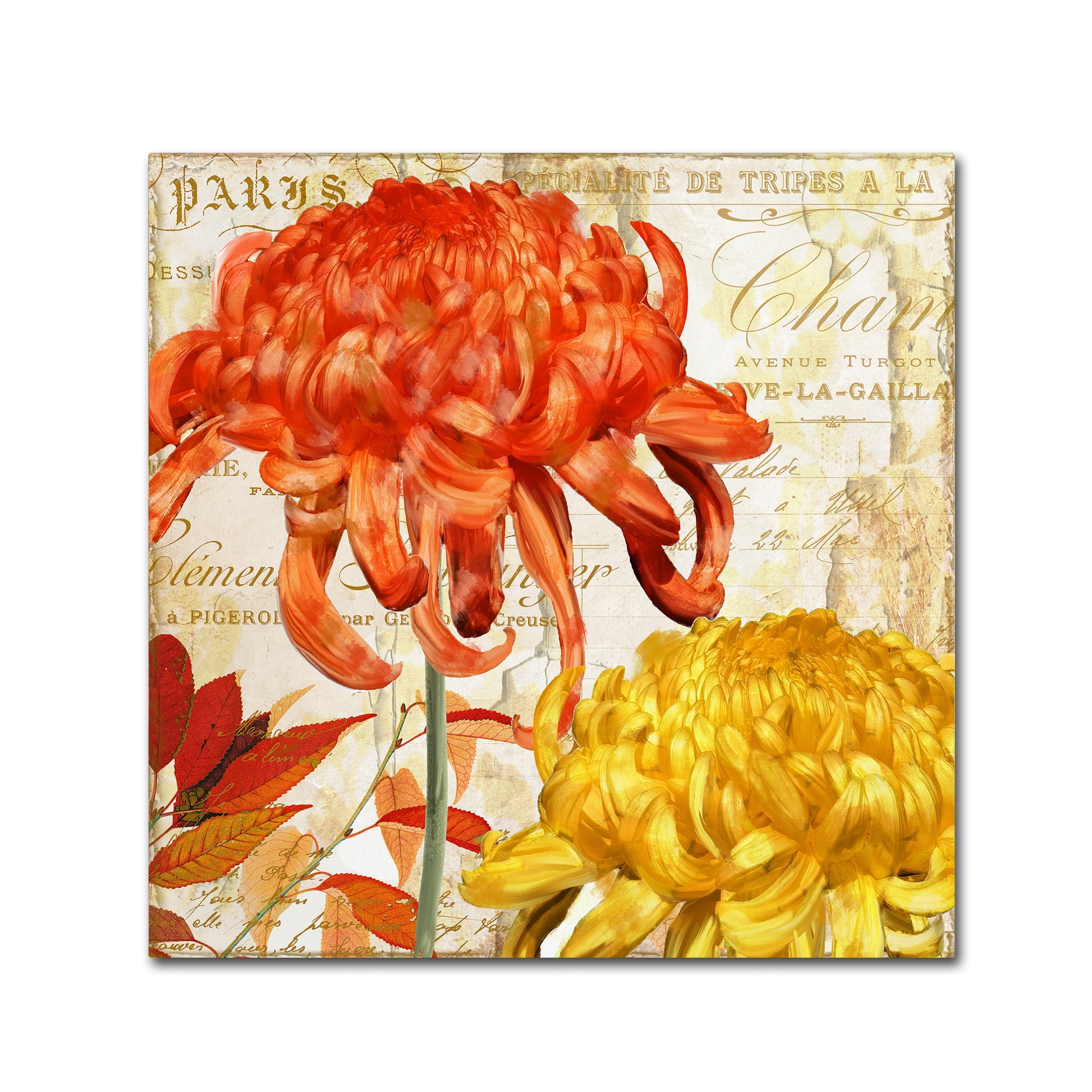 Trademark Fine Art "Chrysanthemums I" Canvas Art by Color Bakery