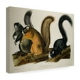 thumbnail image 4 of Trademark Fine Art "Fox Squirrel" Canvas Art by John James Audubon, 4 of 4
