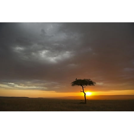 Tree Swallow Habitat Tree silhouetted in savannah habitat at sunset, Masai Mara, Kenya Print Wall Art By David Tipling ()