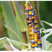 Glass Gem Corn Seeds - 100 Seeds - Beautiful Rainbow Colored Heirloom Corn Seeds to Grow - Very Unique and Rare Vegetable Seeds