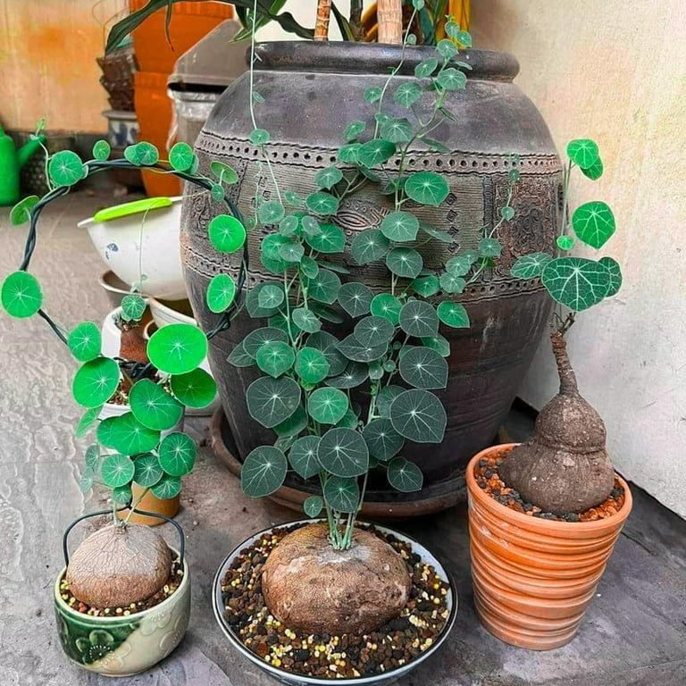 head plant pot Head Planters Paint & Sip November 12 6pm