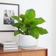thumbnail image 2 of Ordivic 7 Inch White Ceramic Planter with Drainage Hole and Saucer – Round Flower Pot for Indoor Outdoor Plants, Minimalist Home Decor, 2 of 8