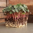 thumbnail image 3 of Nasturtium Seeds - Empress of India - 25 Lb Bulk - Non-GMO Edible Flower Garden & Microgreens Seeds - Tropaeolum nanum - Grow Micro Greens, 3 of 7