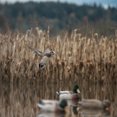 thumbnail image 4 of Higdon Magnum Foam Filled Flocked Head All Drakes Mallard Duck Decoy Polymer 6PK, 4 of 4