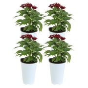 11in. Tall Red Pentas; Full Sun Outdoors Plant in 4.5in. Grower Pot, 4-Pack