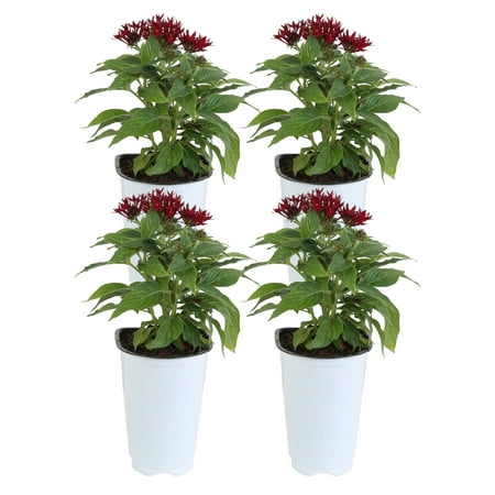 11in. Tall Red Pentas; Full Sun Outdoors Plant in 4.5in. Grower Pot, 4-Pack