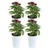 11in. Tall Red Pentas; Full Sun Outdoors Plant in 4.5in. Grower Pot, 4-Pack