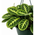 thumbnail image 2 of Maranta Lemon Lime Live Indoor Plant in 8 Inch Hanging Basket, Lemon Lime Prayer Plant, Maranta Leuconeura Houseplant for Home or Office, 2 of 5