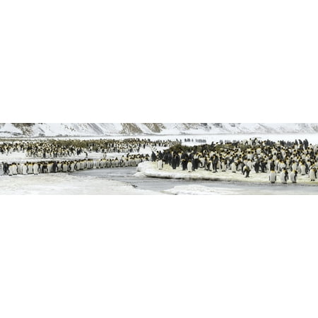 Colony of King Penguins mass along frozen stream Salisbury Plain South Georgia Island Poster
