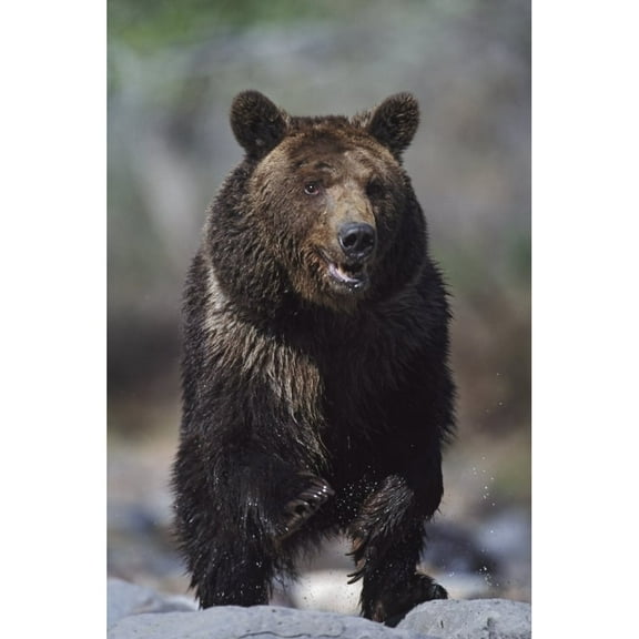 Posterazzi DPI1865369 Grizzly Bear Ursus Arctos - Alaska USA Poster Print, 12 x 19