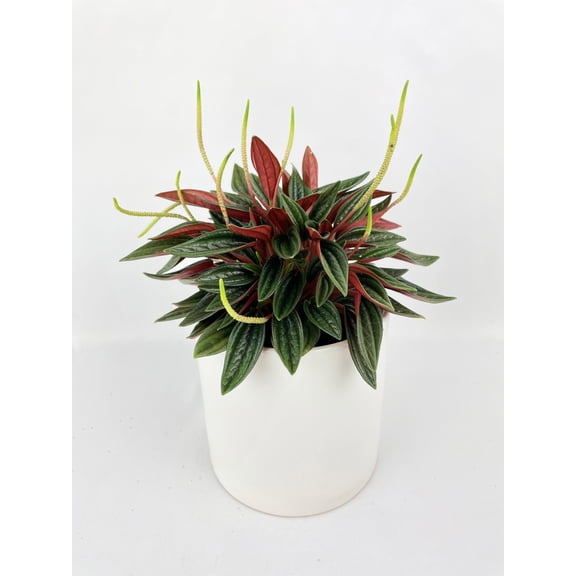 Bumble Plants Peperomia Rosso - Full Live Colorful Houseplant in Nursery Pot, Easy Care, Indoor Plant for Beginners