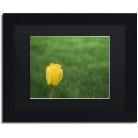 Trademark Fine Art "A Lone Yellow Tulip 2" Canvas Art by Kurt Shaffer, Black Matte, Black Frame