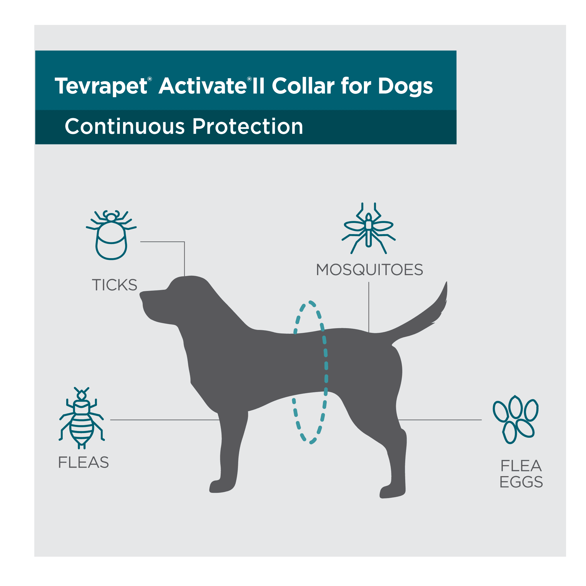 TevraPet Activate II Flea and Tick Collar for Dogs, 12 Months Prevention, 2  Count, One Size Fits All - Walmart.com