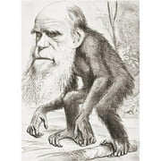 Design Pics  Charles Darwin 1809 - 1882 English Naturalist Here Portrayed As An Ape in A Cartoon in The Hornet Magazine of 22 March 1871 The Caption Read A Venerable Orang-Outang - A Contribution To