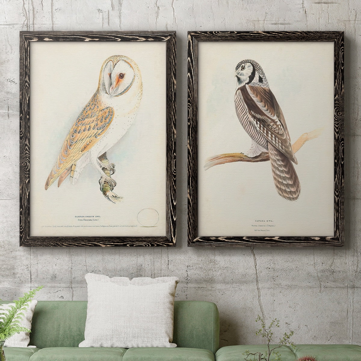 Barn Owl - Premium Framed Canvas 2 Piece Set - Ready to Hang