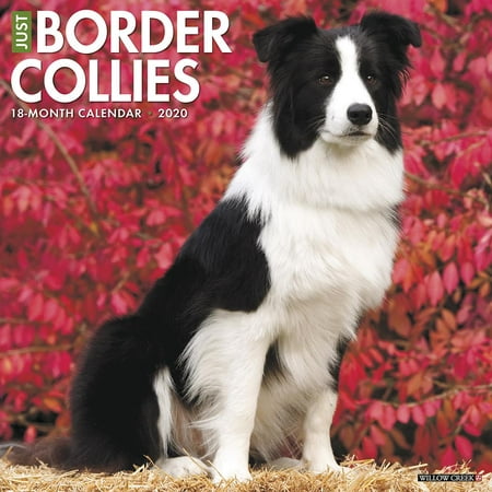 Just Border Collies 2020 Wall Calendar (Dog Breed Calendar)