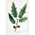 thumbnail image 2 of Michaux, Francois A. 13x18 White Modern Wood Framed Museum Art Print Titled - Bartrams Oak, 2 of 4
