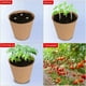 thumbnail image 4 of 100 macetas de turba de 6 cm para sembrar: macetas biodegradables para iniciar semillas con 2 herramientas de siembra, kits de macetas biodegradables para plantas, macetas de germinación para vivero, 4 of 8
