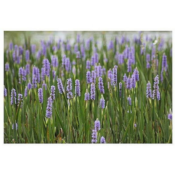 Trademark Fine Art "Purple Lake Flowers" Canvas Art by Patty Tuggle, 16" x 24"
