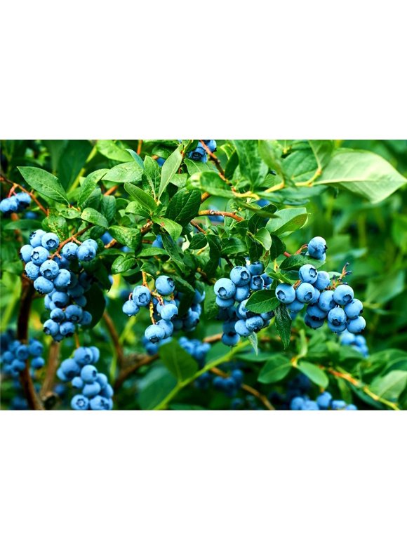 Blueberry Seeds in Seed Gardening