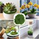 thumbnail image 5 of Artificial para Plantas de Interior, Ideal para Jardines de Hadas en Macetas, Maquetas, , Recipientes de Vidrio, Decoración del Hogar, 100 G, 5 of 5