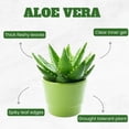 thumbnail image 2 of Aloe Vera Plant, Aloe Vera Small Live Plant, Succulent Houseplants 4 Inches Pot for Growing, 2 of 6
