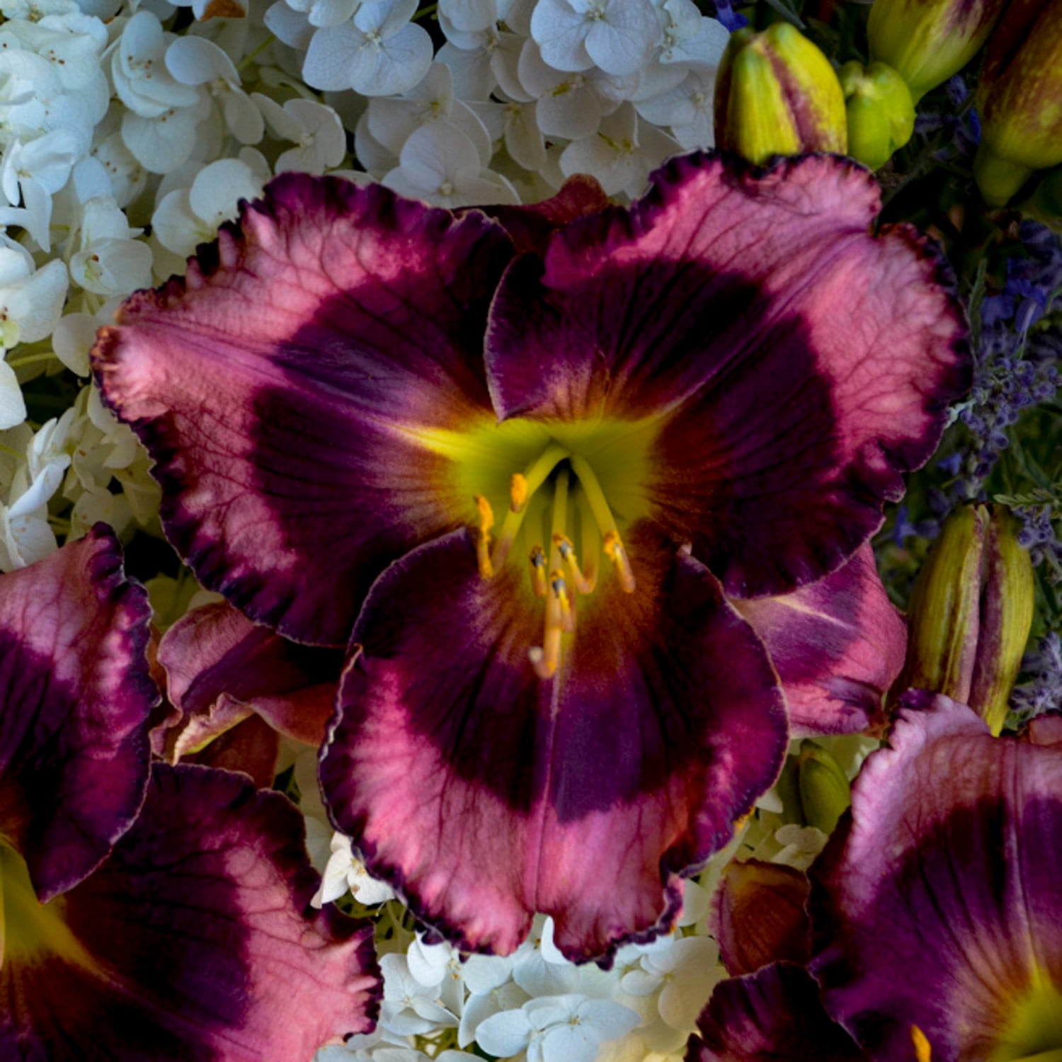Proven Winners 6" Purple Rainbow Rhythm 'Storm Shelter' Daylily Live Plant in 6.5" Pot