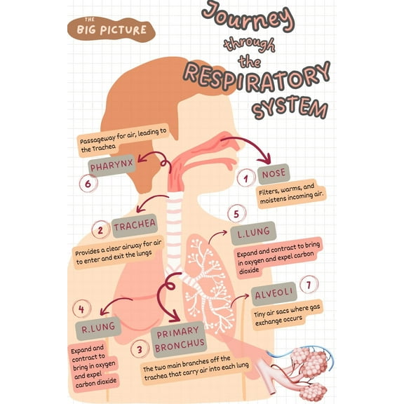 Human respiratory system poster Suitable for medical education posters for students, and can also be used as classroom and hospital office decoration