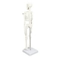 45CM Mini Skeleton Model PVC Human Body Bone Structure with Movable