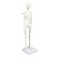 thumbnail image 3 of Modelo de esqueleto en miniatura de 45 cm Estructura ósea del cuerpo humano de PVC con brazos, piernas y soporte móviles, 3 of 9