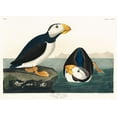 thumbnail image 2 of Audubon, John James 14x11 Gold Ornate Wood Framed with Double Matting Museum Art Print Titled - Large billed Puffin, 2 of 4