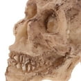 thumbnail image 3 of WHAMVOX 3pcs Skull for Terrarium Resin Decoration for Snake and Tortoise, 3 of 8