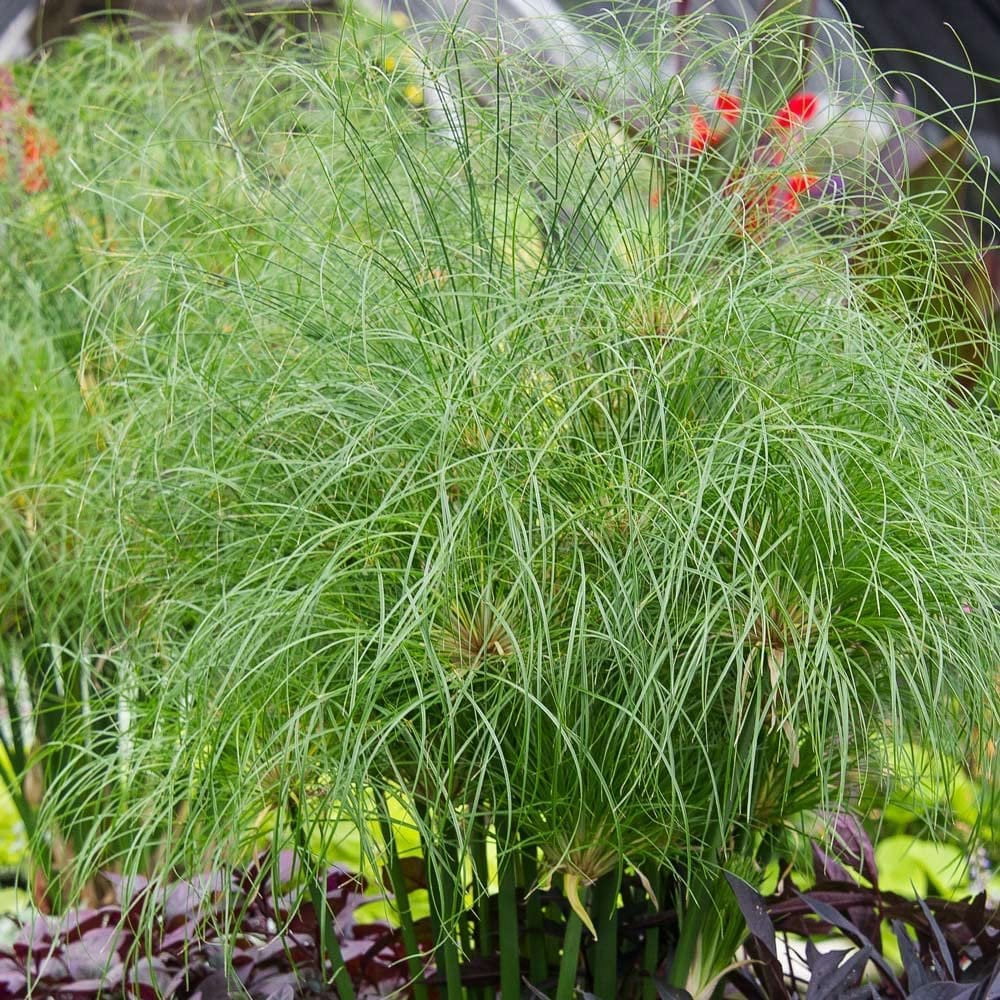Nile Queen Papyrus  3 Live Plants  Cyperus Shade & Wet Tolerant Aquatic Foliage