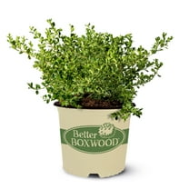 Better Boxwood Babylon Beauty Live Shrub in 1-Gallon Grower Pot