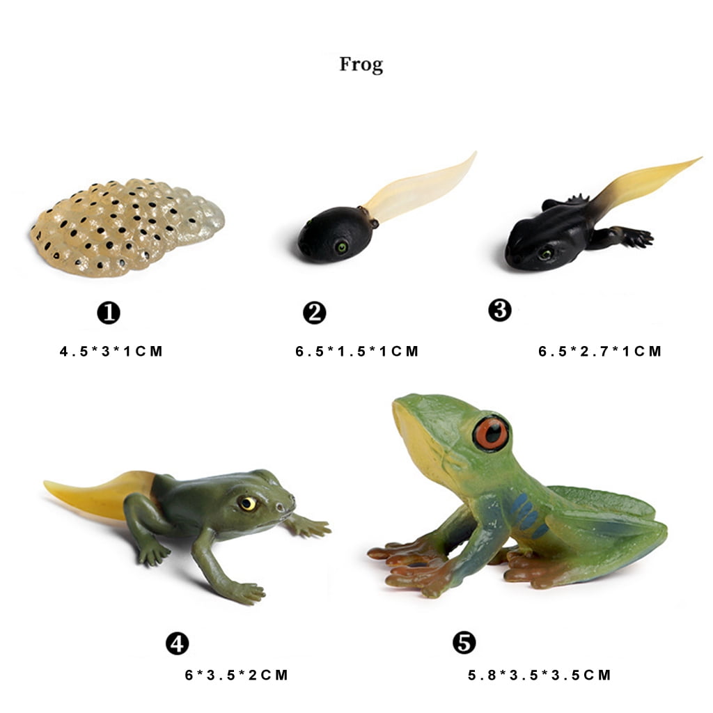 Frog cycle service centre clearance
