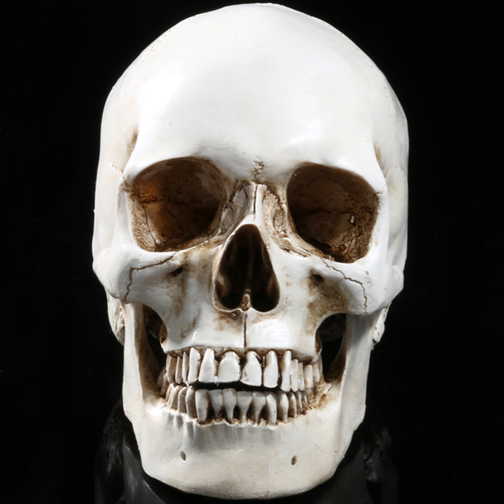 1:1 Human Skull Replica Medical Toothy Skeleton Home Bar Antique Decor C# 