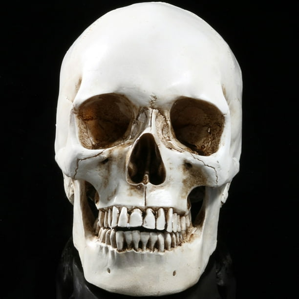 新品未使用　the Human Skull 人体模型キット 新品未使用 the Human Skull 人体模型キット 【公式通販】