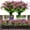Fuchsia, variant on MAMOWEAR 6PCS Outdoor Artificial Flowers UV Resistant No Fade Fake Boxwood Plastic Plants Greenery Shrubs for Garden Porch Window Box Home Wedding Décor