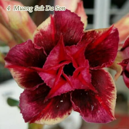 Adenium Obesum Desert Rose Plants New Hybrids Double-flowered Easy Care (Best Indoor Flowering Plants)