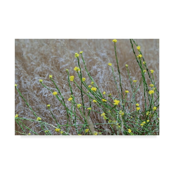 Trademark Fine Art 'Small Yellow Flowers' Canvas Art by Incredi
