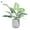 D, variant on SPRING PARK Artificial Green Lucky Turtle leaf Decorative Home Garden Outdoor Plant Tree Pot