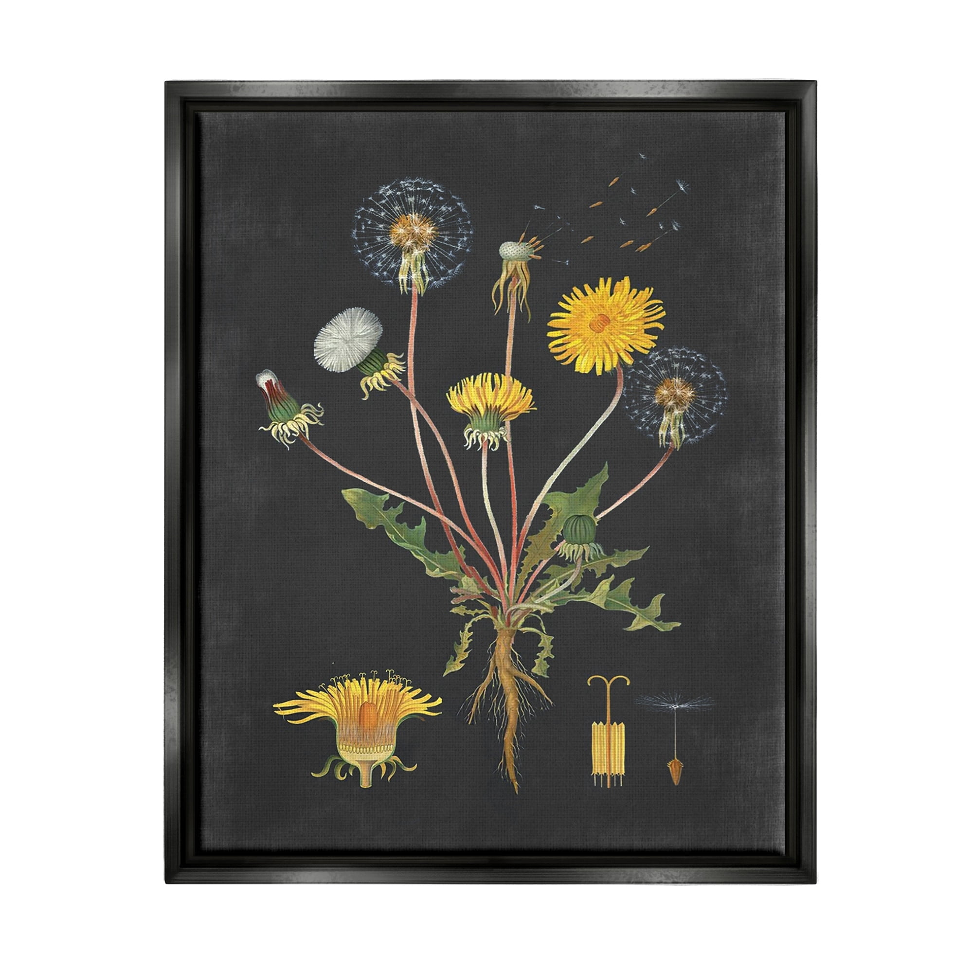 Stupell Industries Botanical Drawing Dandelion On Black Design Jet Black Framed Floating Canvas Wall Art, 16x20, by Lettered and Lined