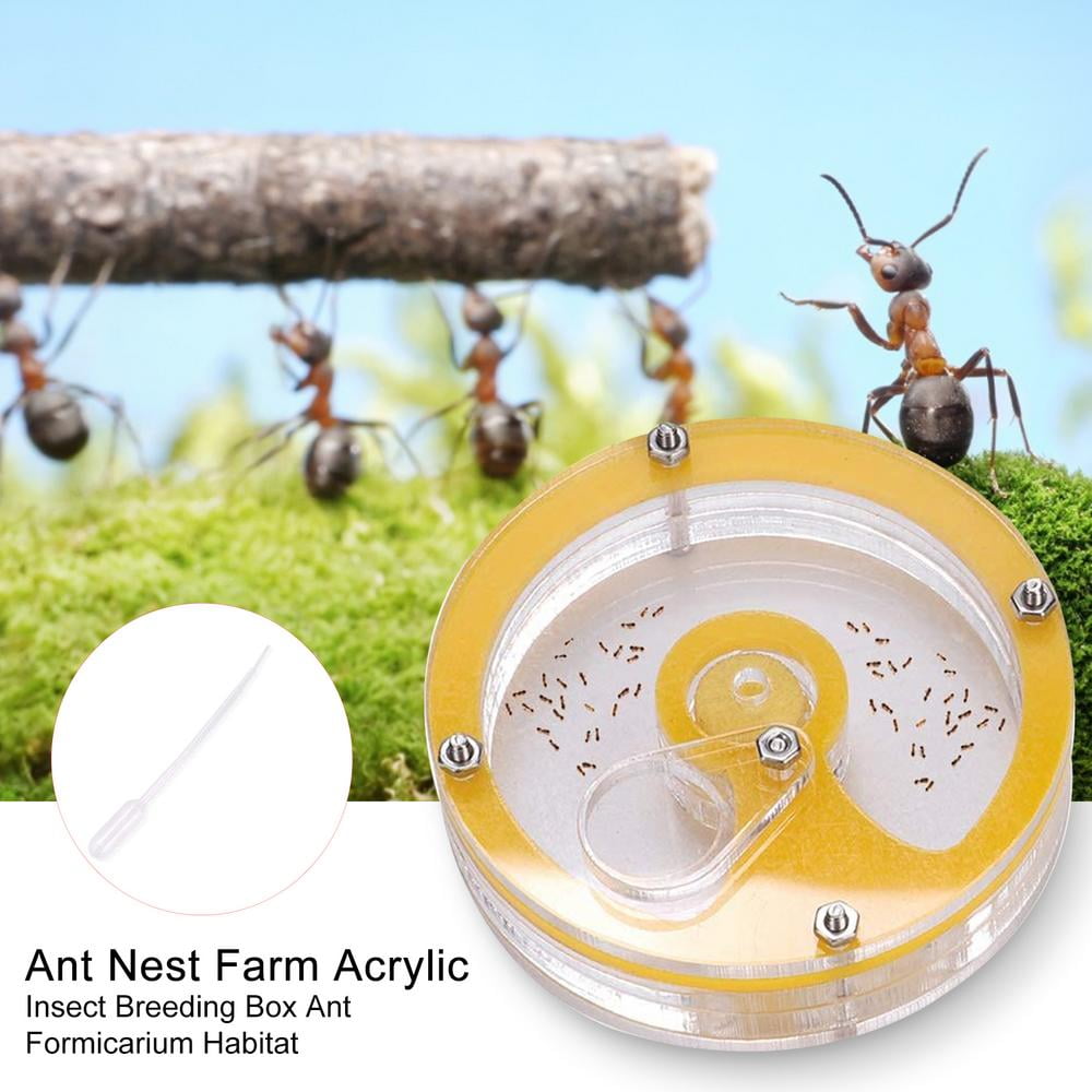 Science Education Toy for Kids Ant Farm Acrylic Round Transparent Insect Ant Nest Farm Feeding Box Moisture House for Ant to Live and Breed 