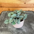 thumbnail image 3 of Peperomia Napoli Night, 2" Plant, The Plant Farm, 3 of 3