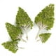 thumbnail image 5 of 5 miniárboles de álamo blanco decorativos novedosos (hojas verde claro), 5 of 5